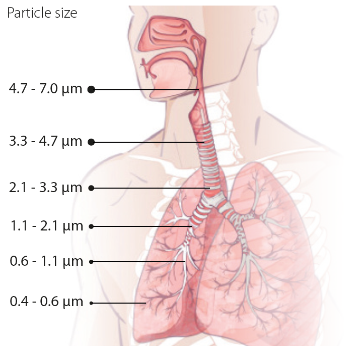 particles in lungs